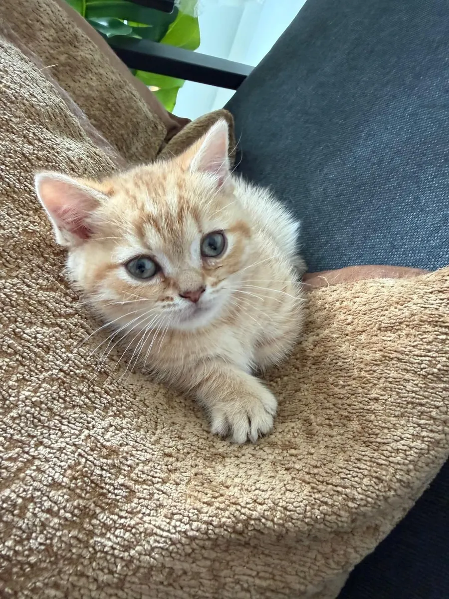 Pure breed Munchkin kittens - Image 3