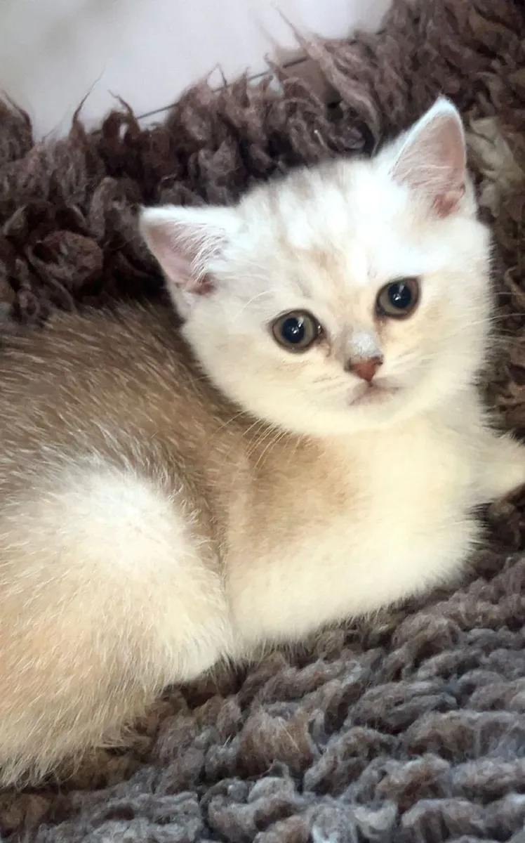 Pure breed Munchkin kittens - Image 4