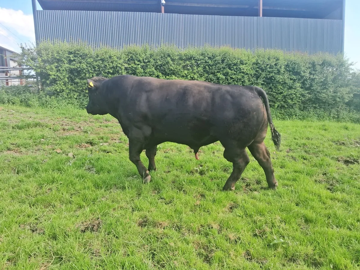 Angus and Hereford  Bull - Image 1