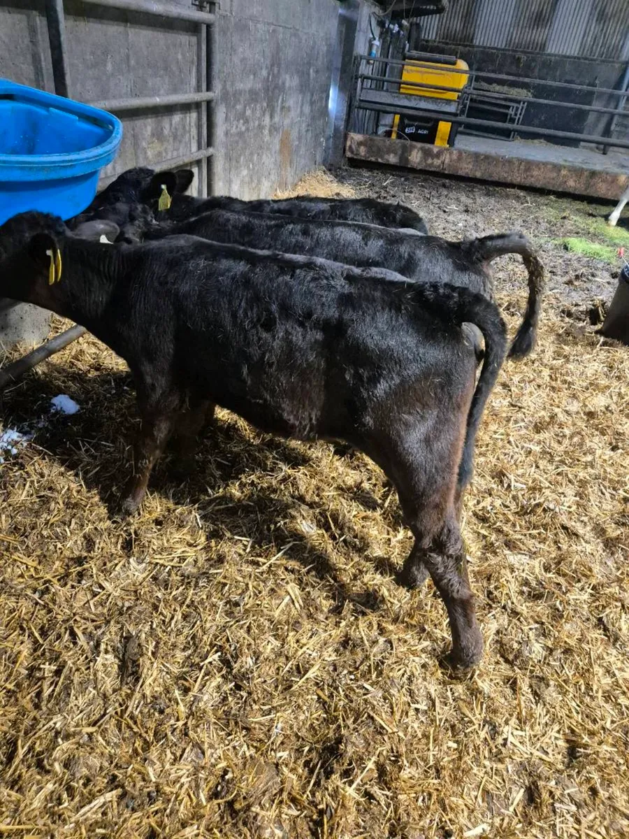 3 AA heifer calves - Image 1