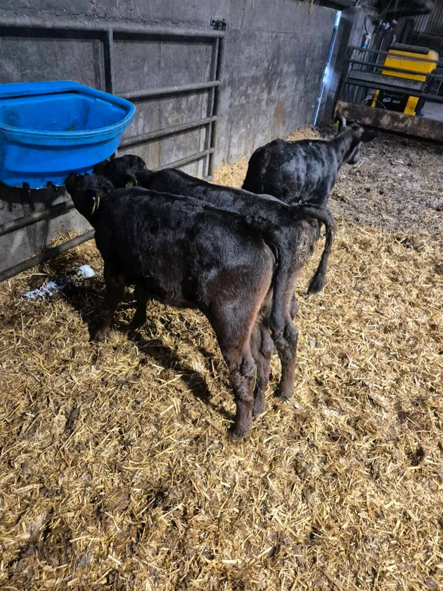 3 AA heifer calves - Image 2