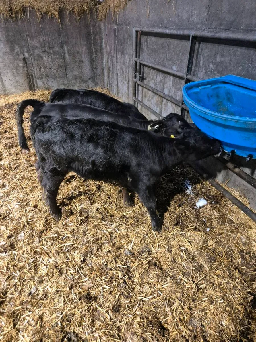 3 AA heifer calves - Image 3
