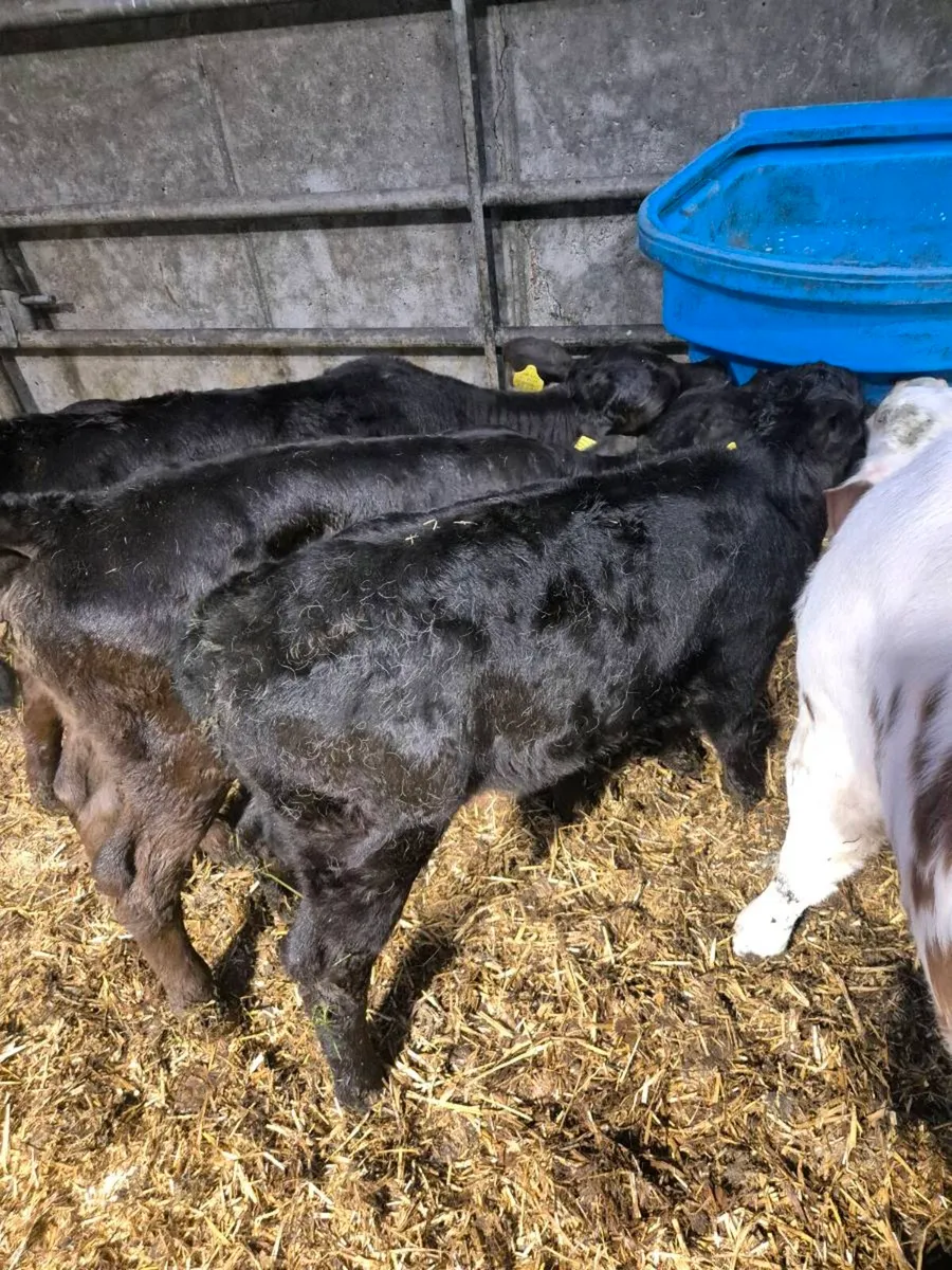 3 AA heifer calves - Image 4