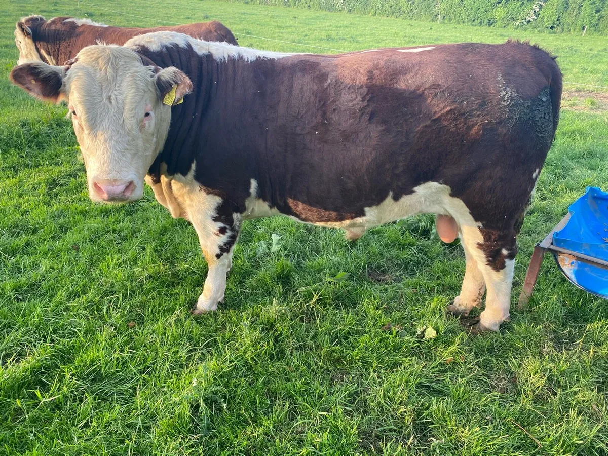 Herefords - Image 3