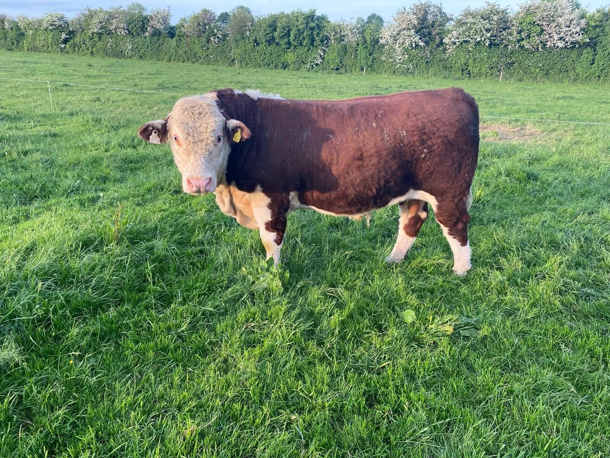 Herefords - Image 4
