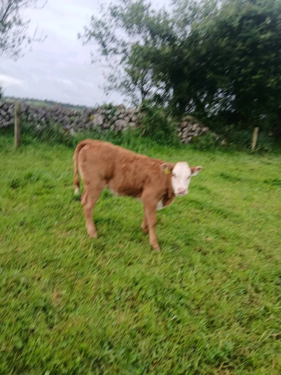 Suckling calf - Image 3