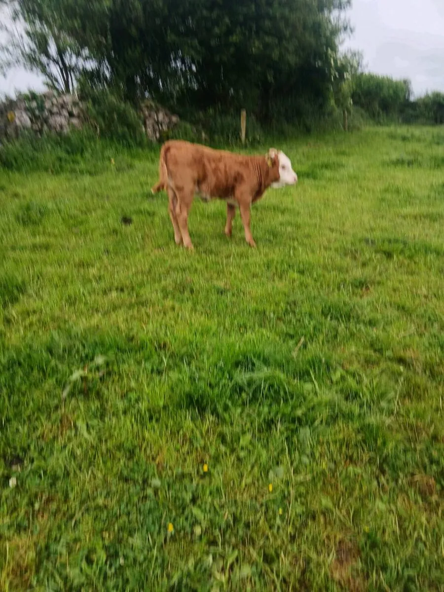 Suckling calf - Image 4