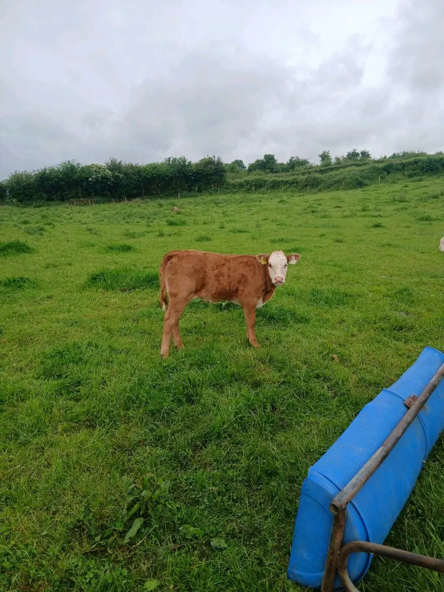 Suckling calf - Image 1