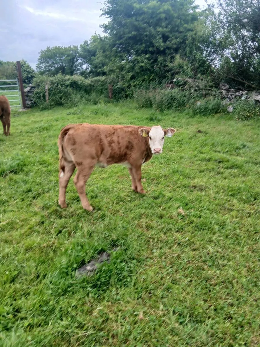 Suckling calf - Image 2