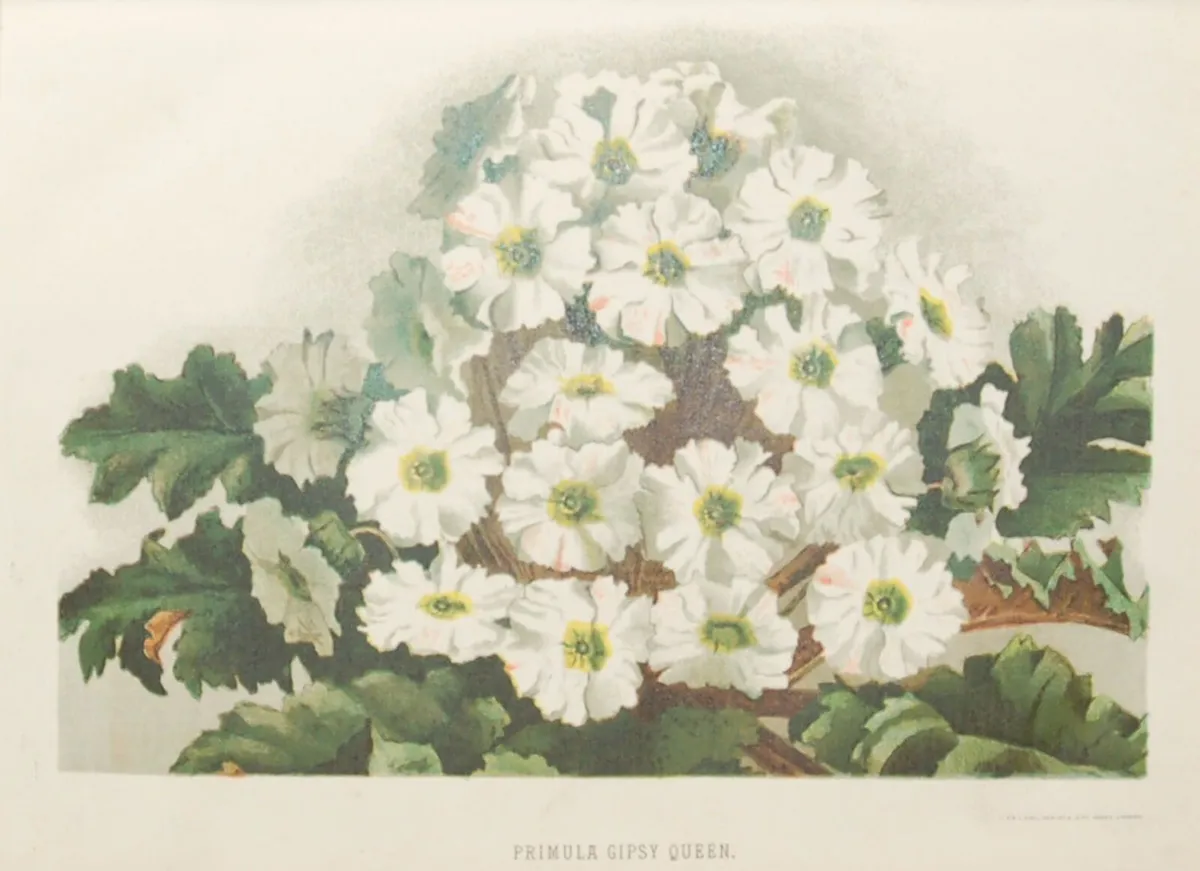 Primula Gipsy Queen & Pyrethrum Uliginosum 1889 - Image 3