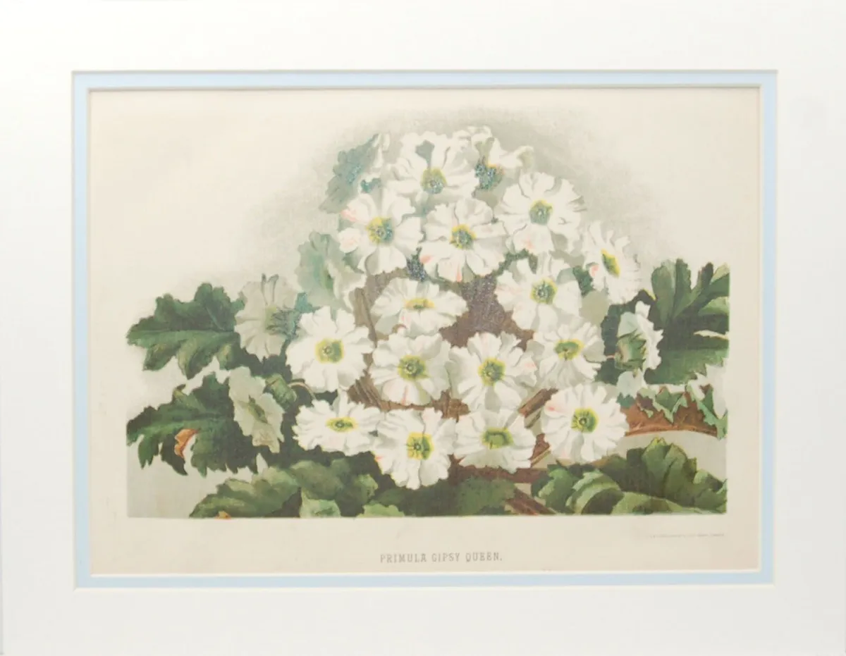 Primula Gipsy Queen & Pyrethrum Uliginosum 1889 - Image 1