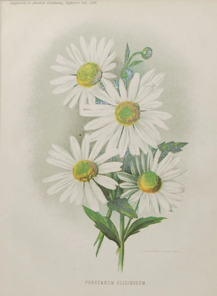 Primula Gipsy Queen & Pyrethrum Uliginosum 1889 - Image 2