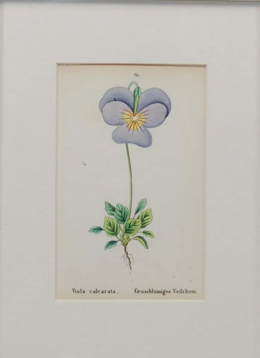 Pair 1872 Antique Botanical Prints J C Weber - Image 4