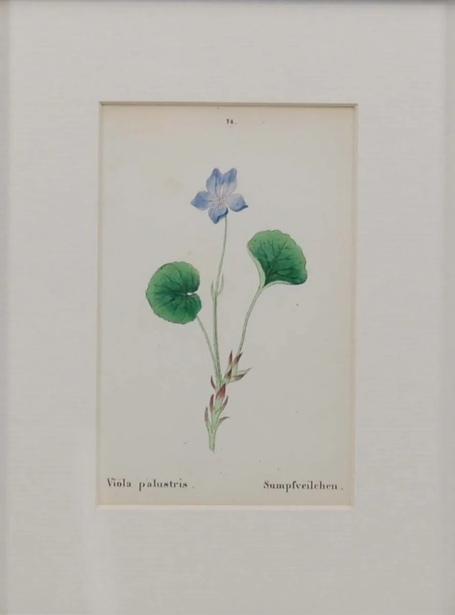 Pair 1872 Antique Botanical Prints J C Weber - Image 2