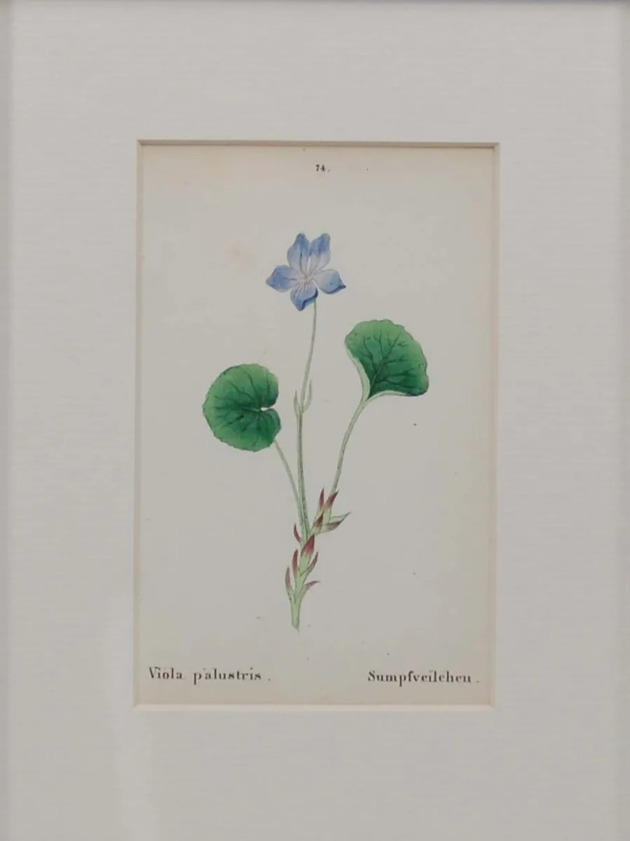 Pair 1872 Antique Botanical Prints J C Weber - Image 3