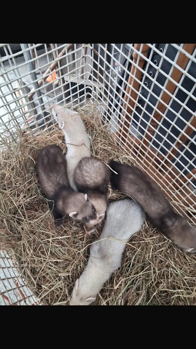 Ferrets kits - Image 4