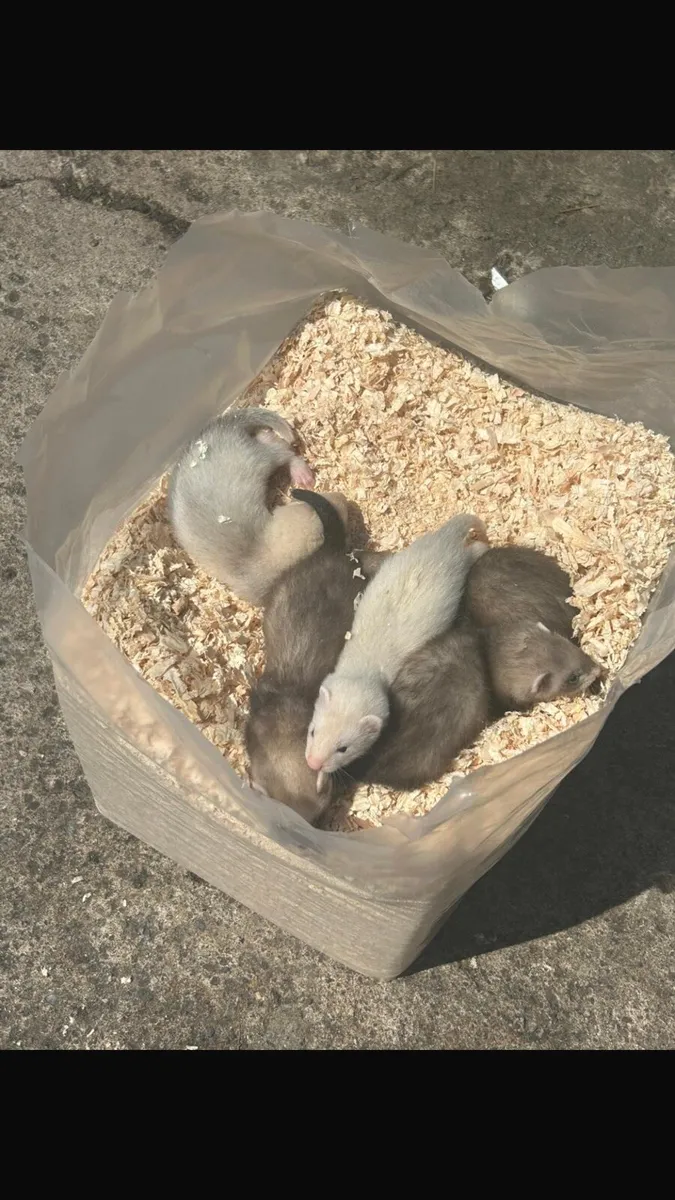 Ferrets kits - Image 1