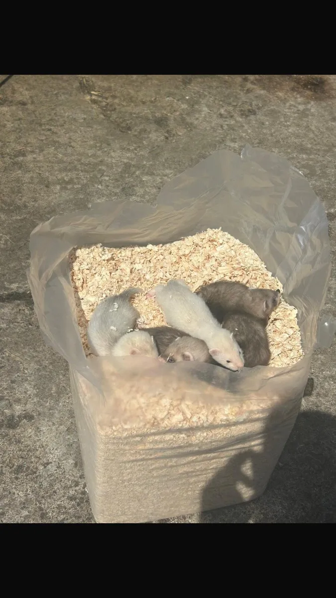 Ferrets kits - Image 3
