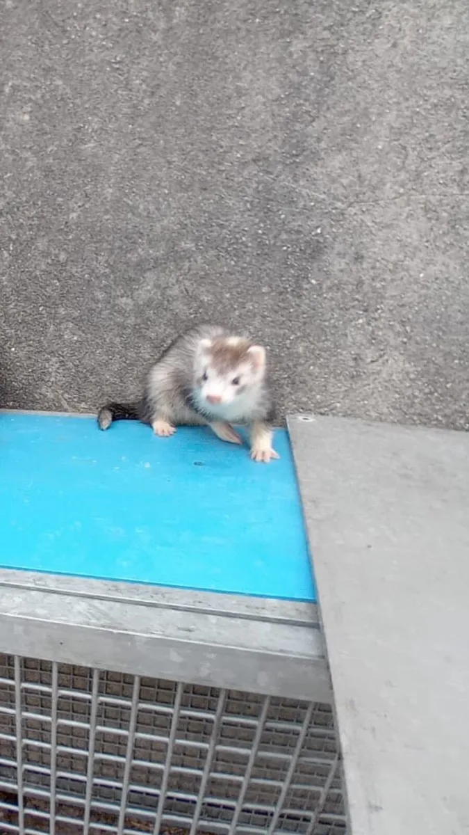 Ferrets kits - Image 2