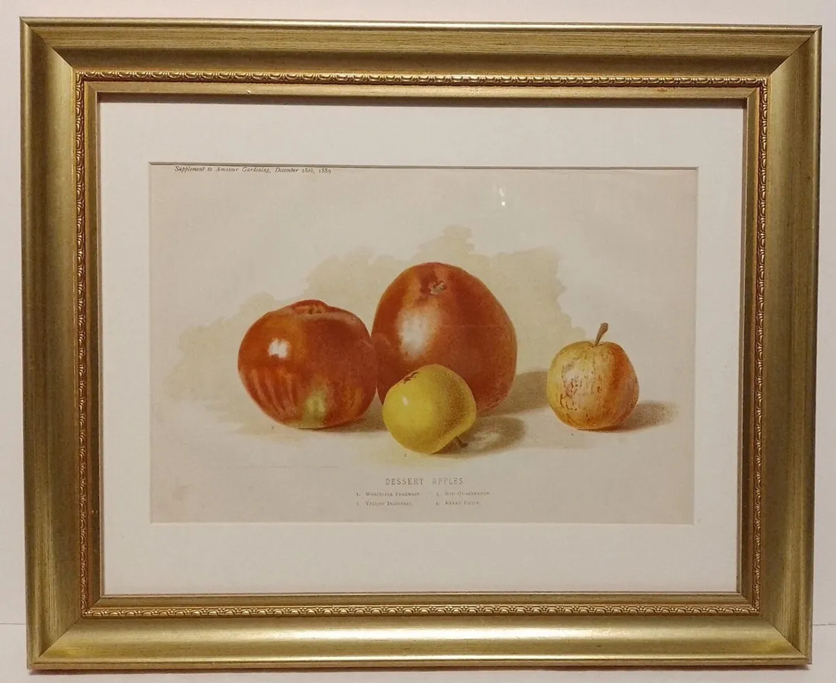 Desert Apples 1889 Botanical Print - Image 1