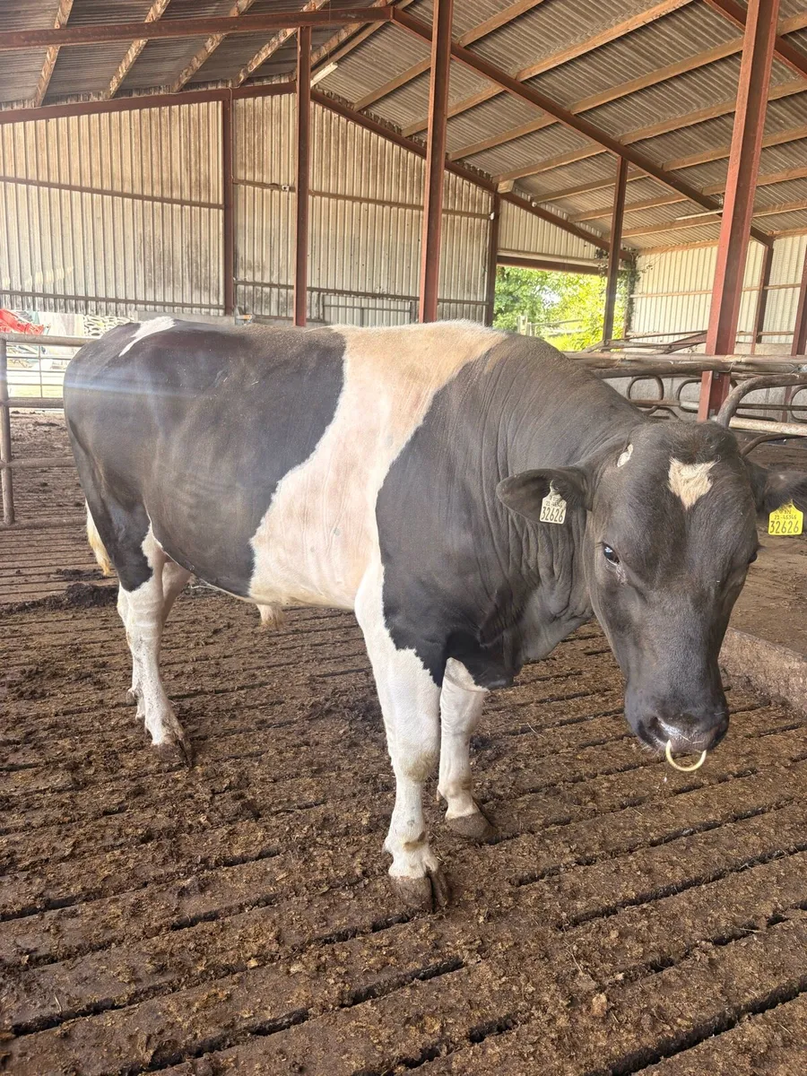 Ped reg fr bull