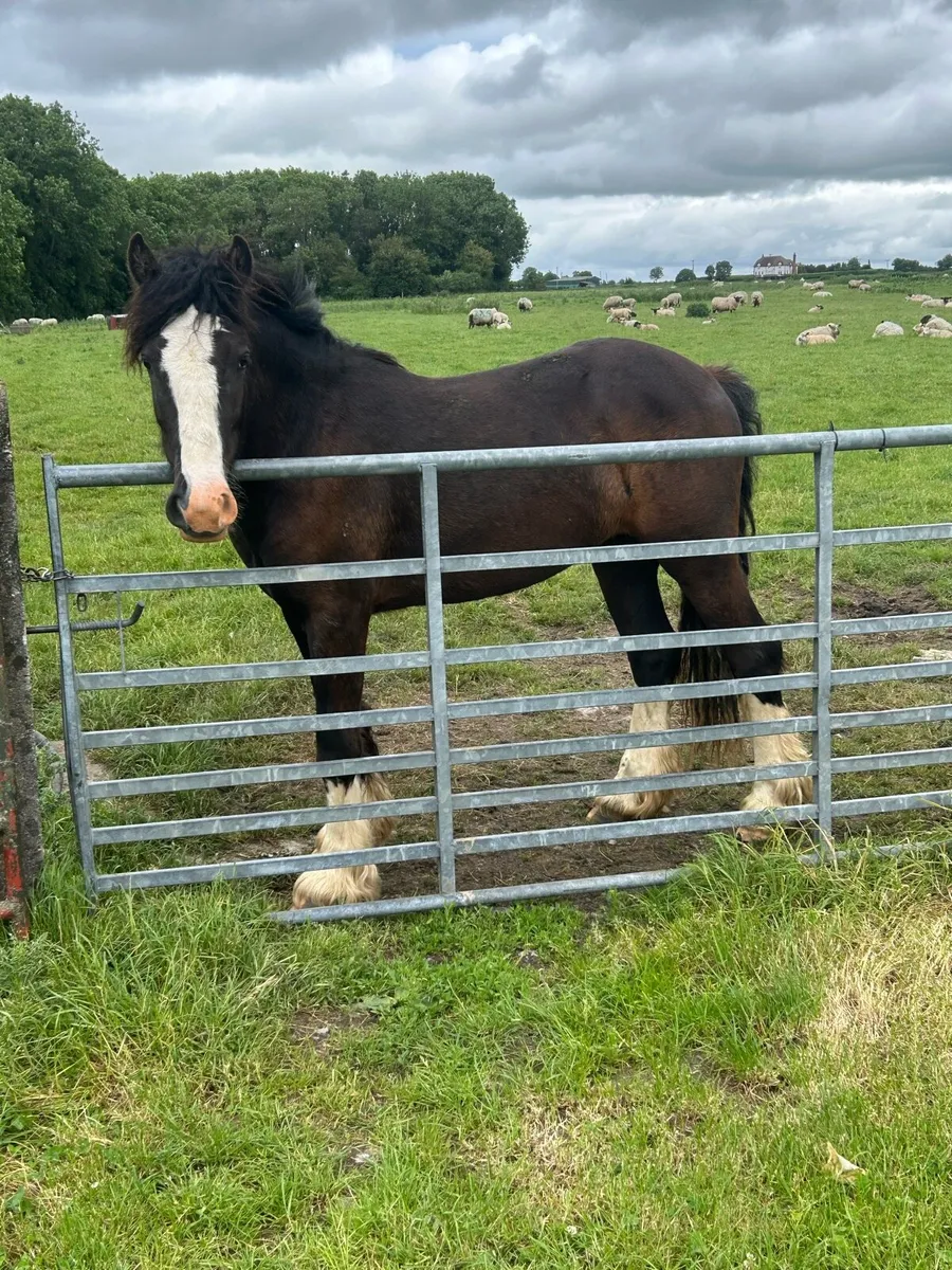 2.5 year old gelding - Image 1