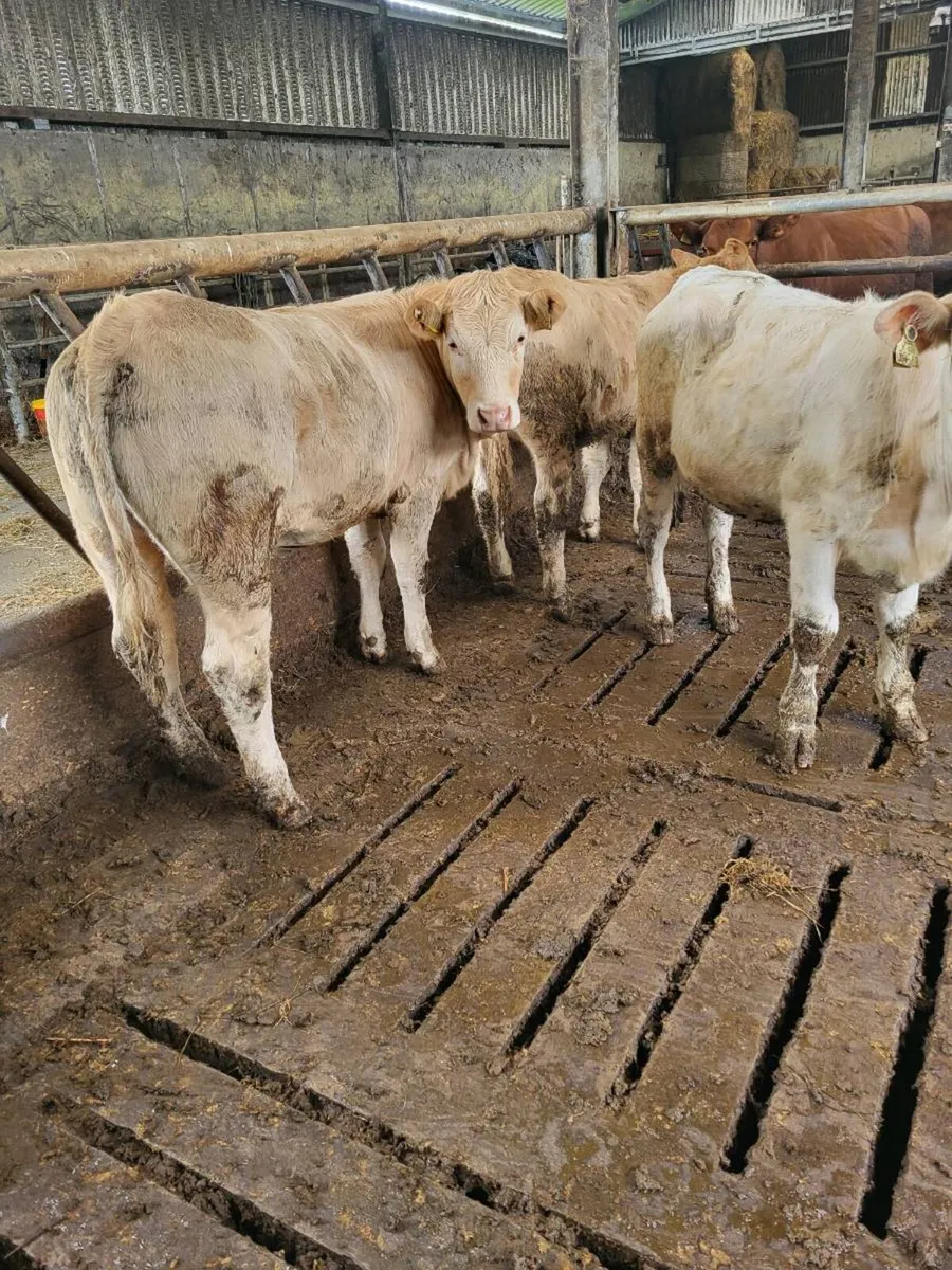 Charolais heifers - Image 2