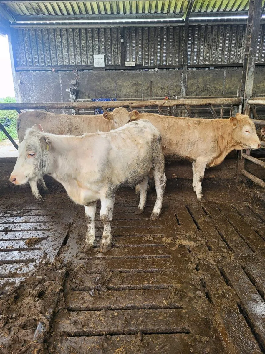 Charolais heifers - Image 1