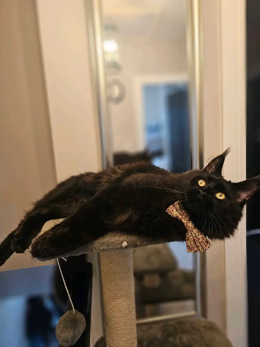 Maincoon available for breeding - Image 1