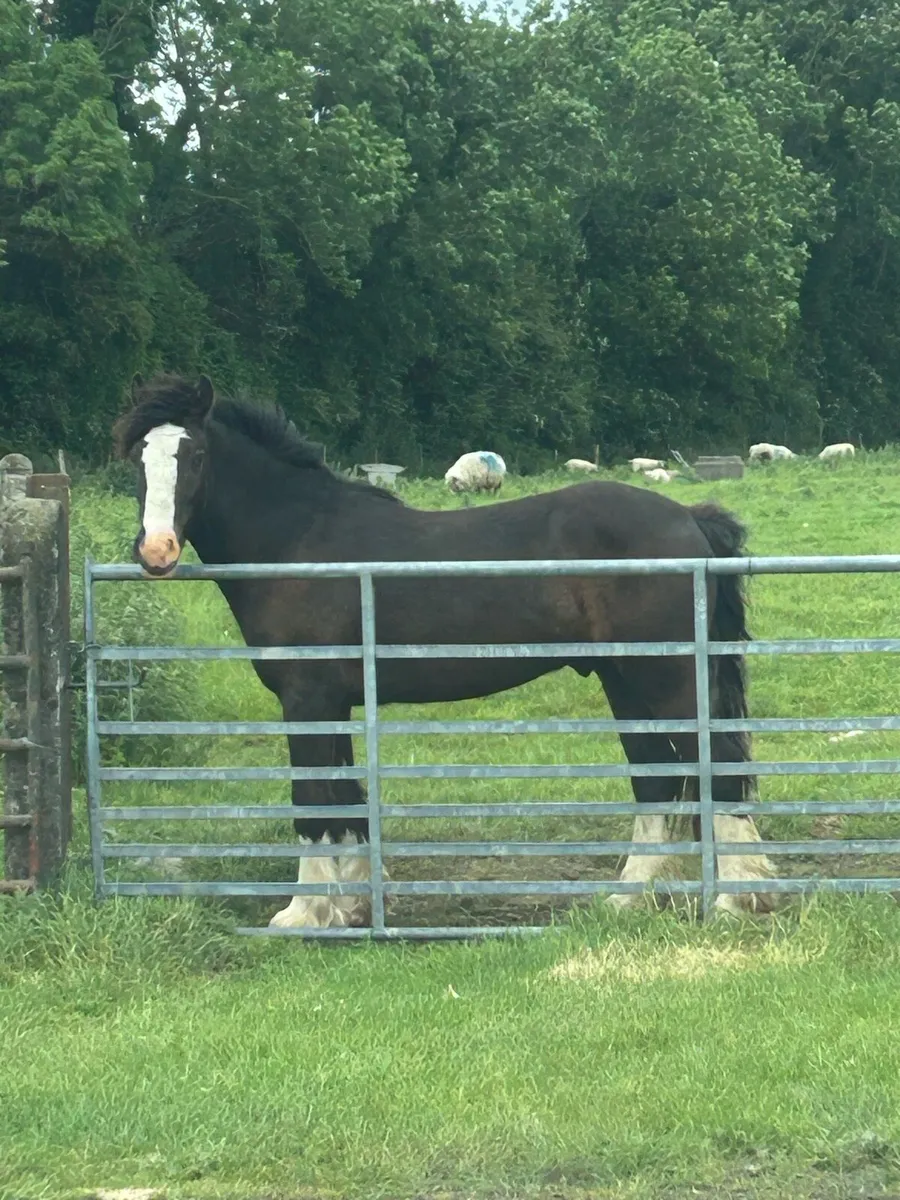 2.5 year old gelding - Image 2