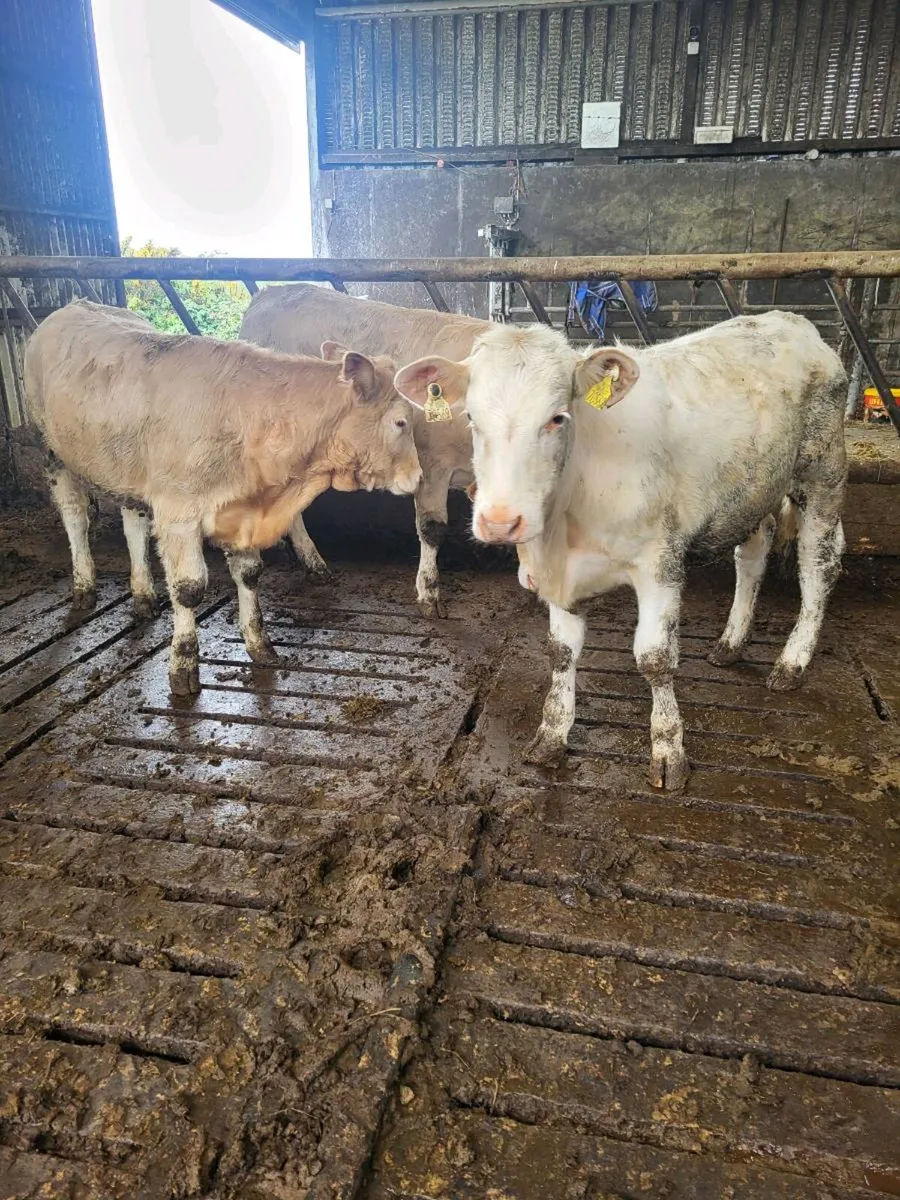 Charolais heifers - Image 3