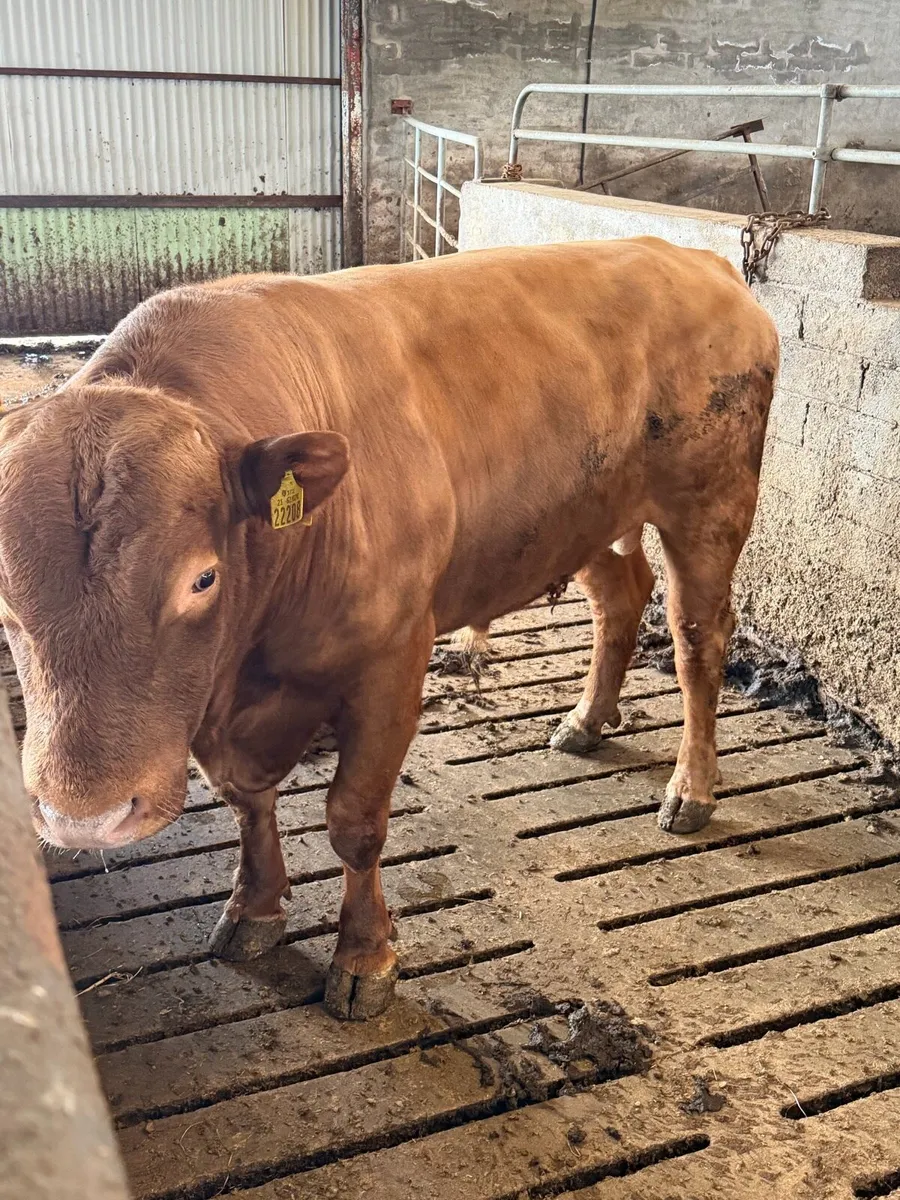 Stabiliser bull - Image 3