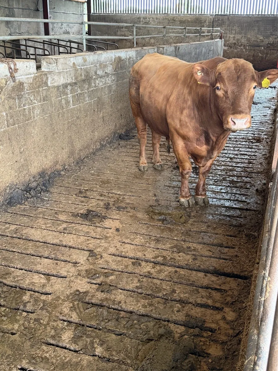 Stabiliser bull - Image 4