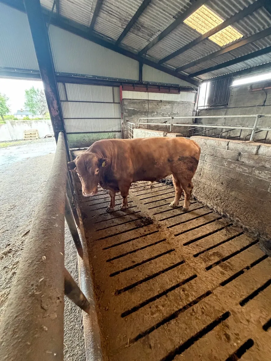 Stabiliser bull - Image 1