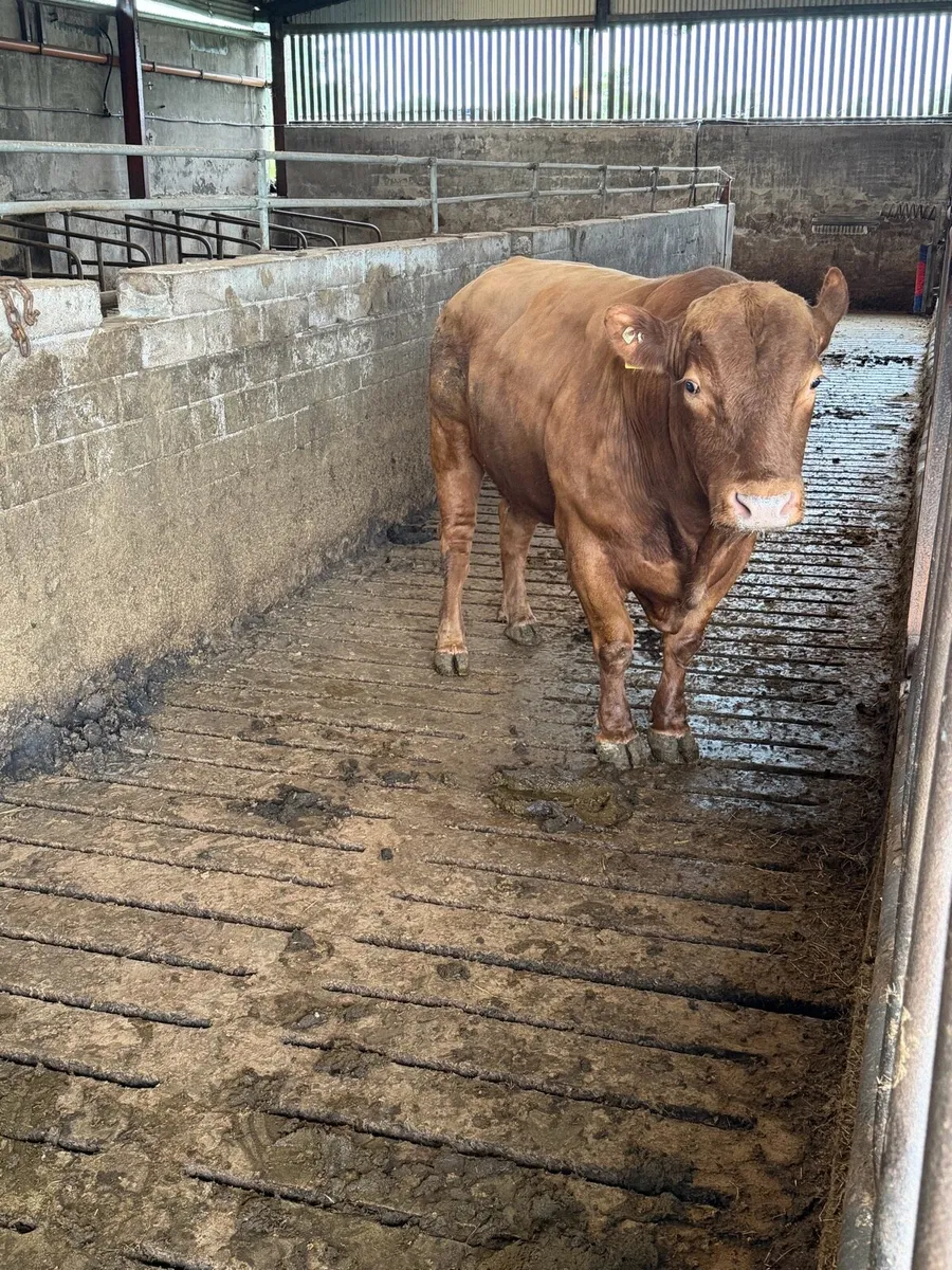 Stabiliser bull - Image 2