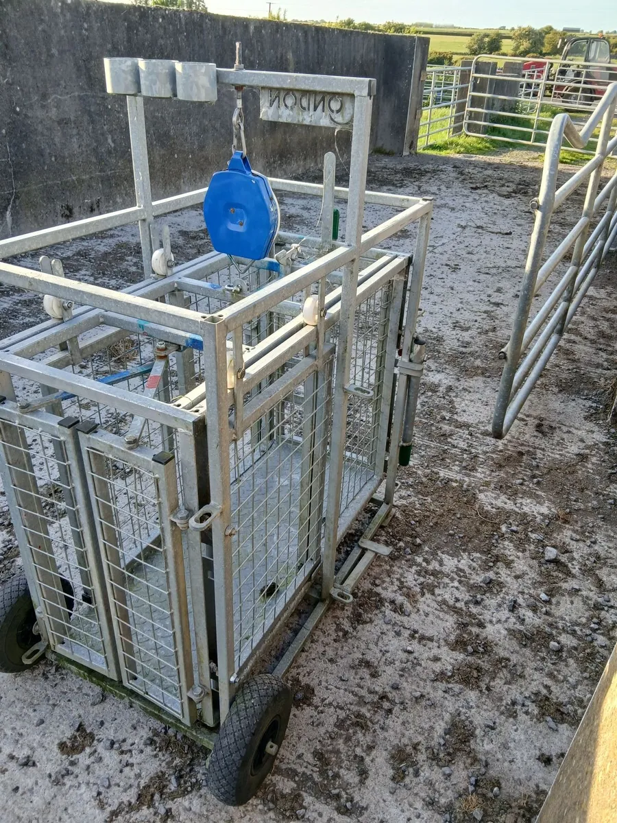 Sheep scales and foot bath - Image 2