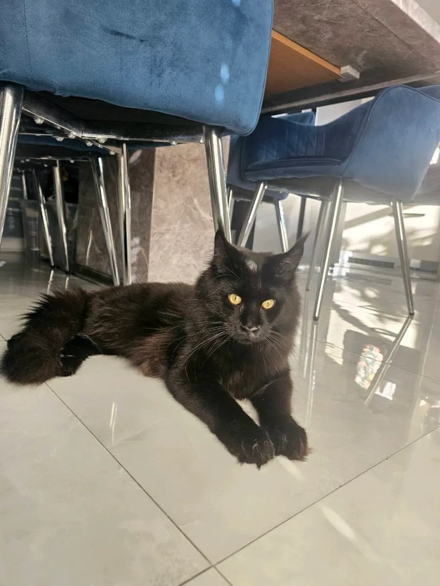 Maincoon available for breeding - Image 2