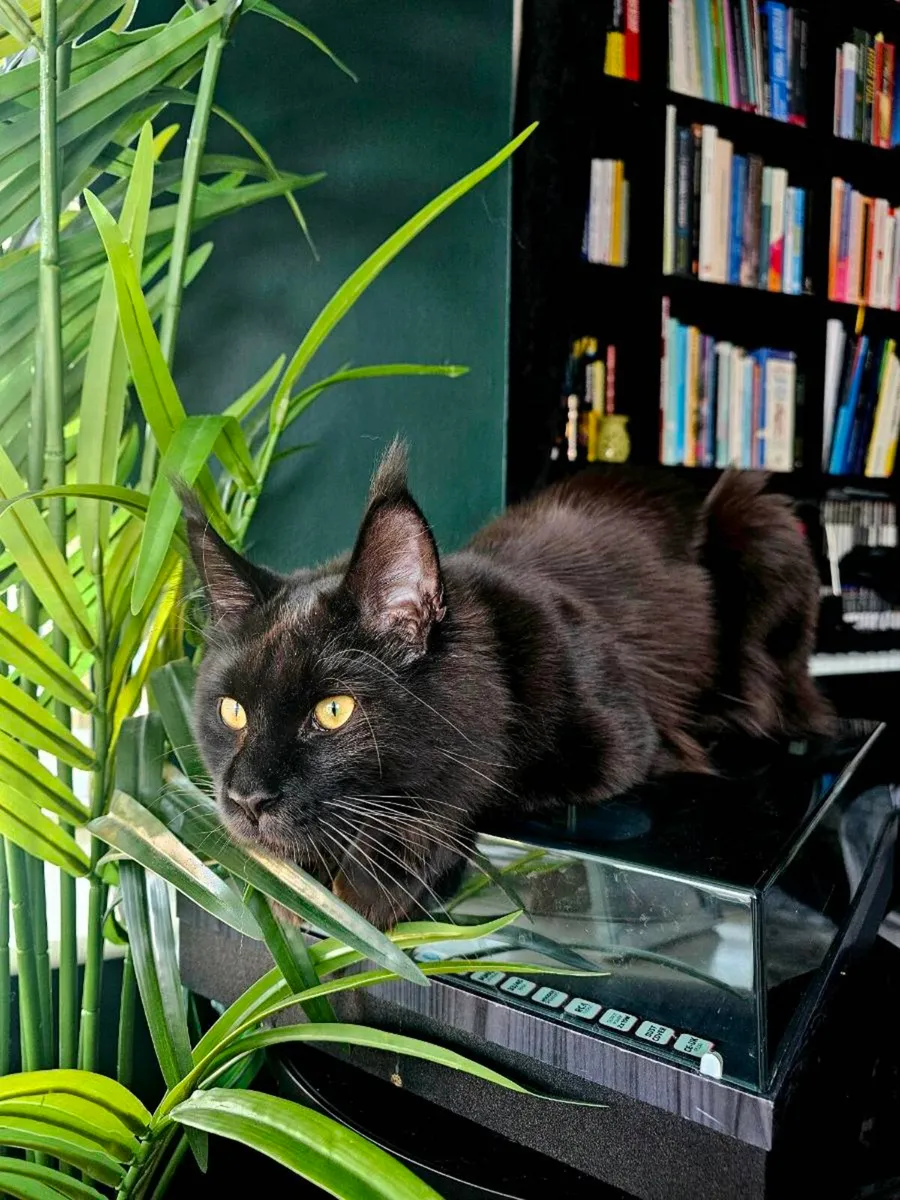Maincoon available for breeding - Image 3