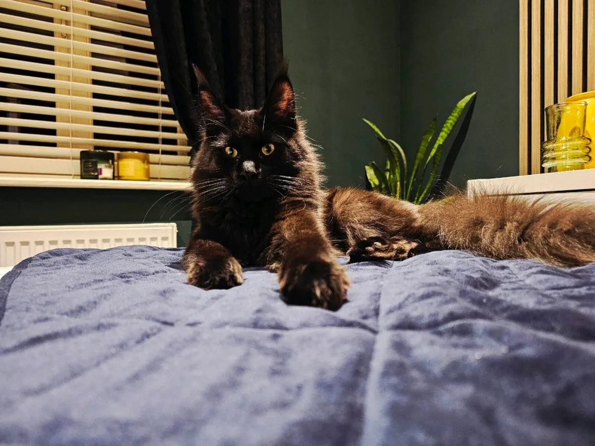 Maincoon available for breeding - Image 4