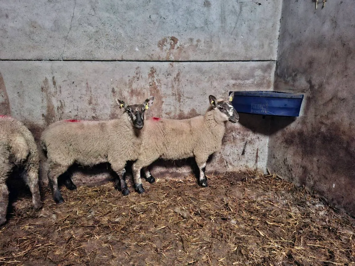 Border Leicester ewe lambs - Image 1