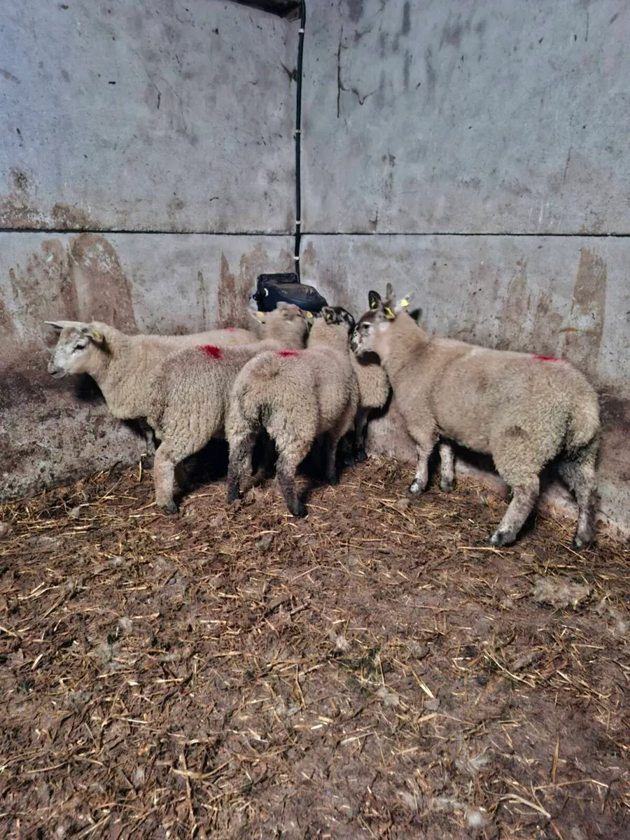 Border Leicester ewe lambs - Image 3