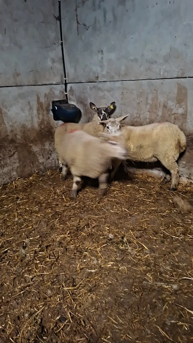 Border Leicester ewe lambs - Image 2