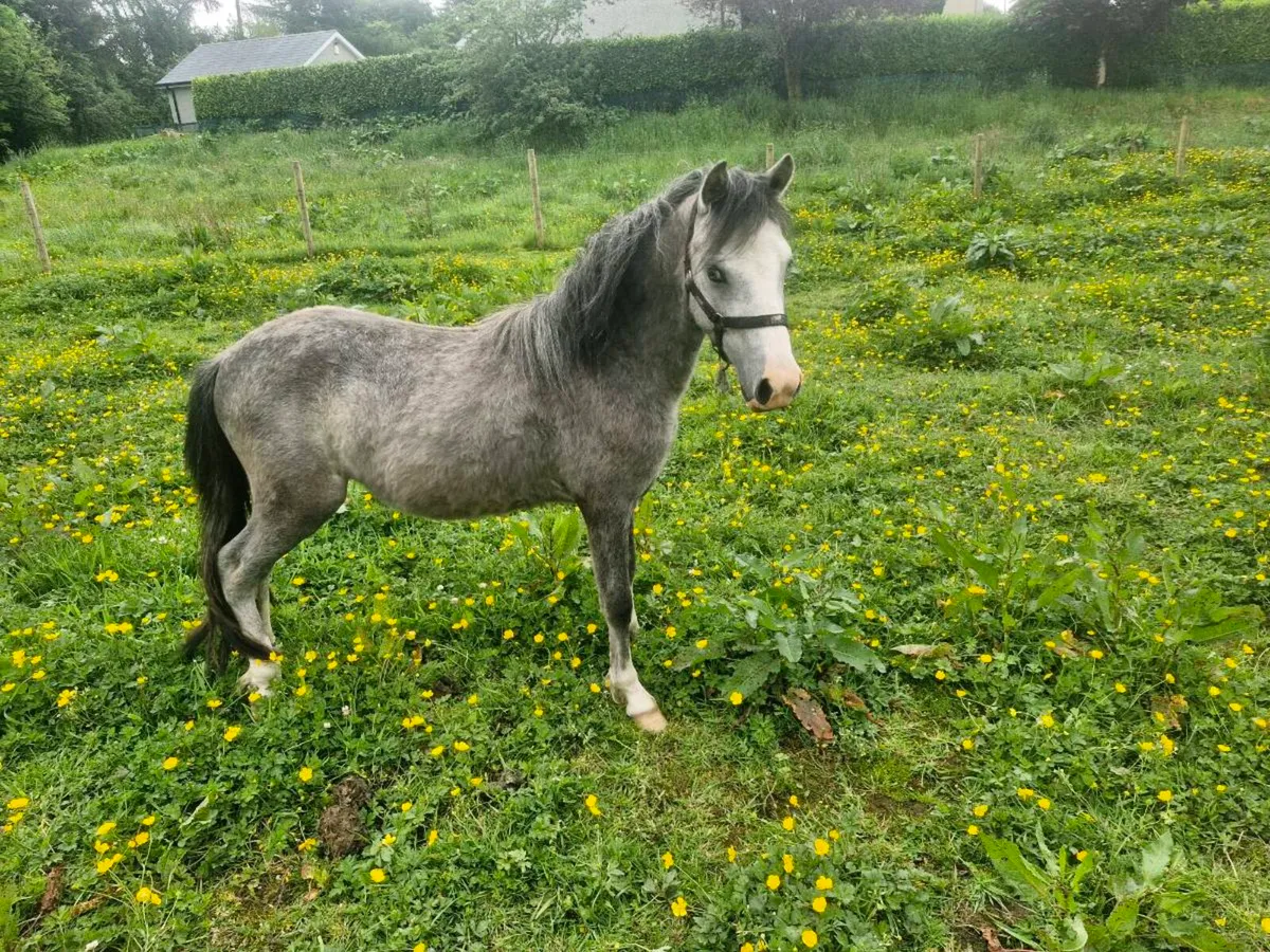 *UNICORN show pony*Welsh 2 years colt pony - Image 1