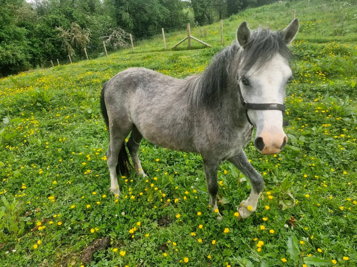 *UNICORN show pony*Welsh 2 years colt pony - Image 2