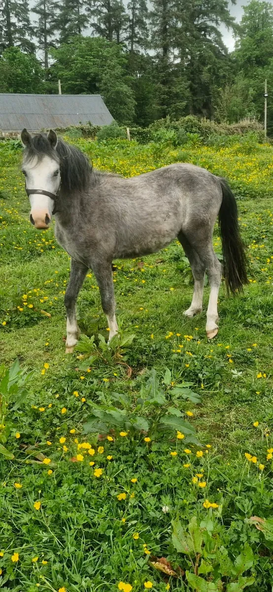 *UNICORN show pony*Welsh 2 years colt pony - Image 3