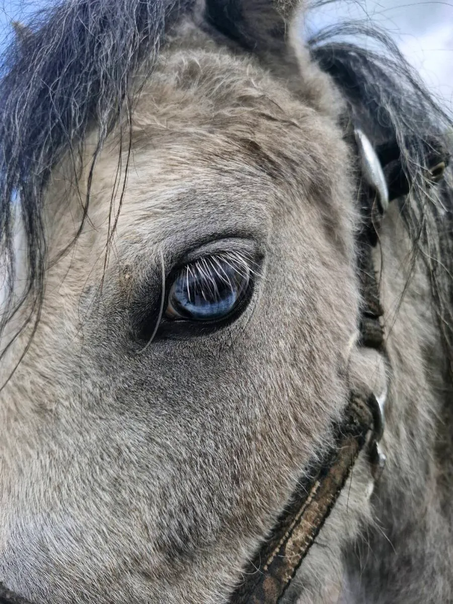 *UNICORN show pony*Welsh 2 years colt pony - Image 4