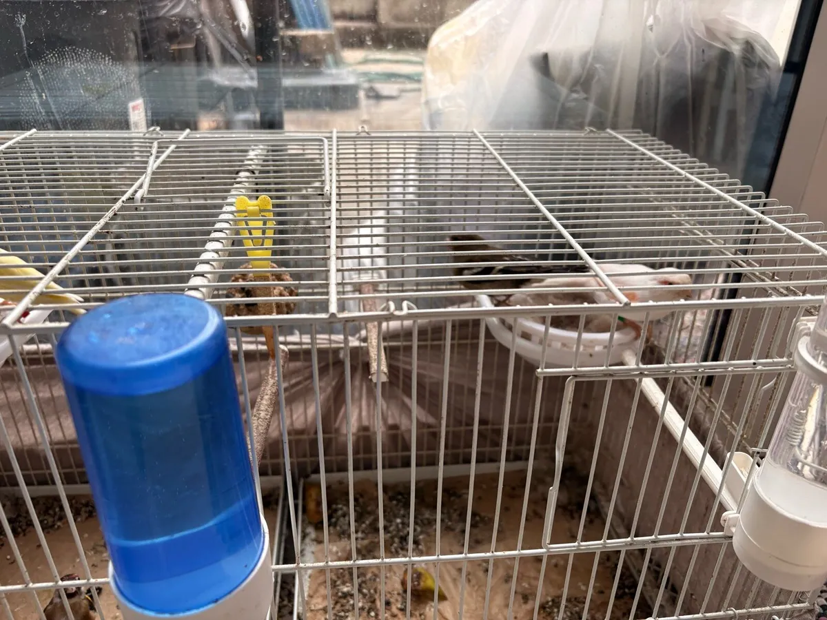 Cage and canaries and 1 female goldfinch - Image 2