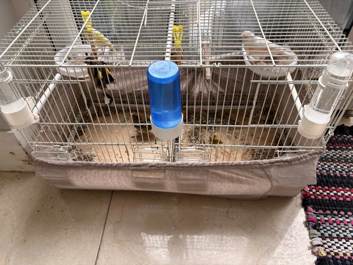 Cage and canaries and 1 female goldfinch - Image 3