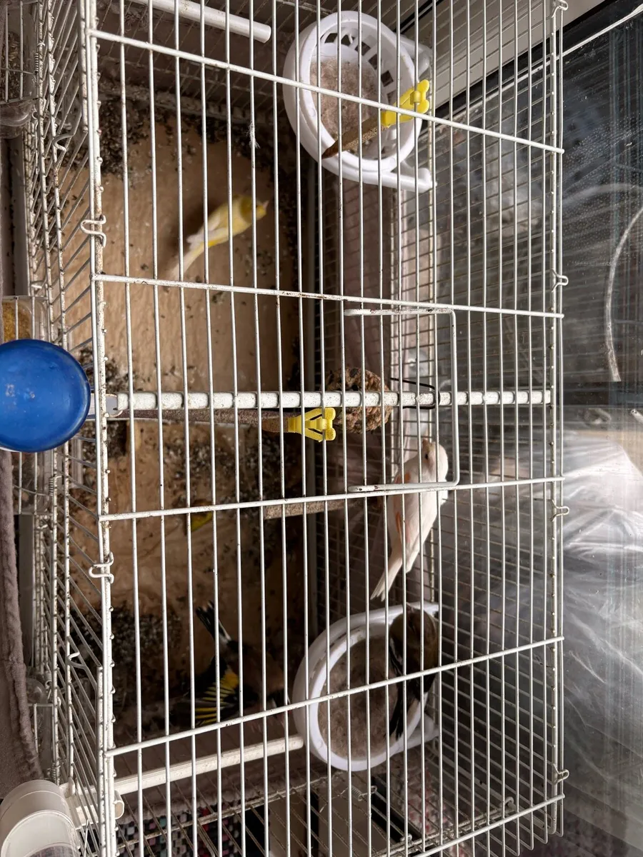 Cage and canaries and 1 female goldfinch - Image 1