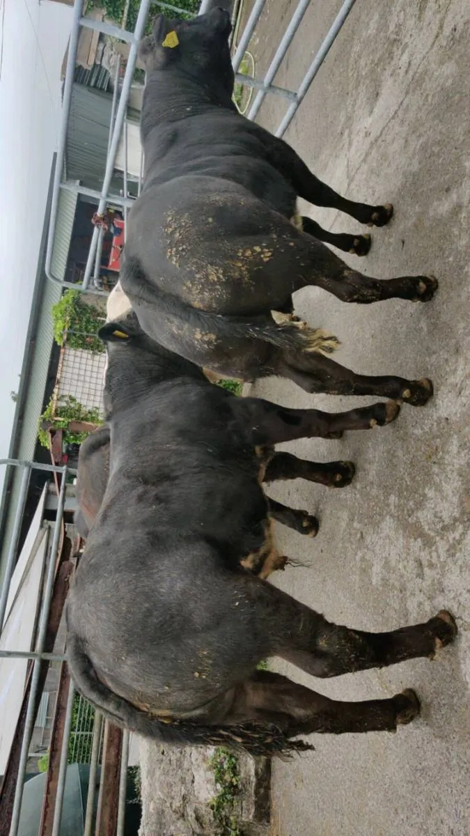 Bull weanlings,Ennis Mart 2nd June - Image 2